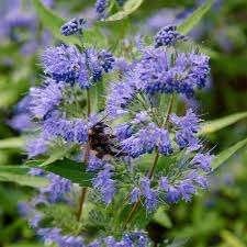 Caryopteris Heavenly Blue, Jardin & Terrasse, Plantes | Arbustes & Haies, Enlèvement