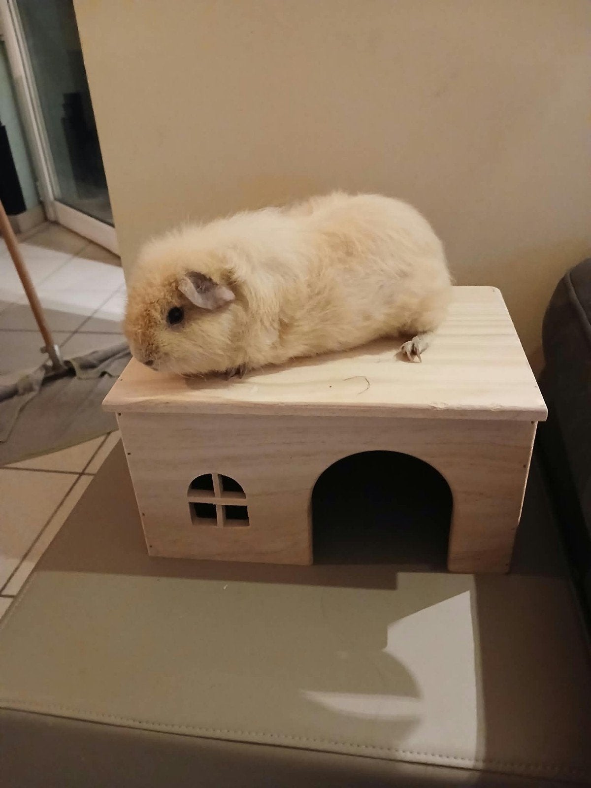cavia US Teddy beertje, Dieren en Toebehoren, Mannelijk, Tam, Maart, Cavia
