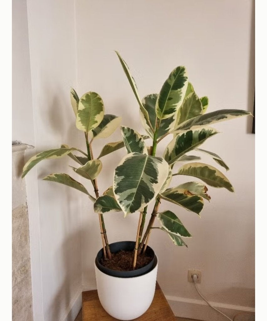 Grande plante à caoutchouc Ficus, Maison & Meubles, Plantes d'intérieur, Enlèvement, Ficus