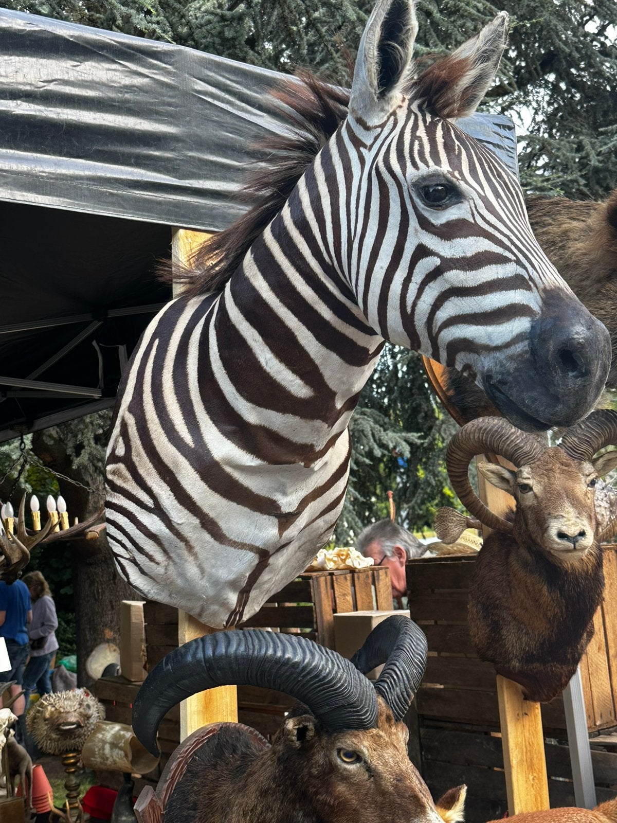 Zebra kop groot en prachtig, Ophalen
