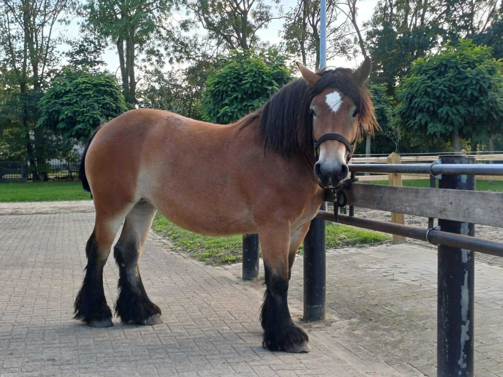 lieve, karakter volle Ardenner trekpaard merrie, Dieren en Toebehoren, Merrie, Minder dan 160 cm, Met stamboom, 3 tot 6 jaar