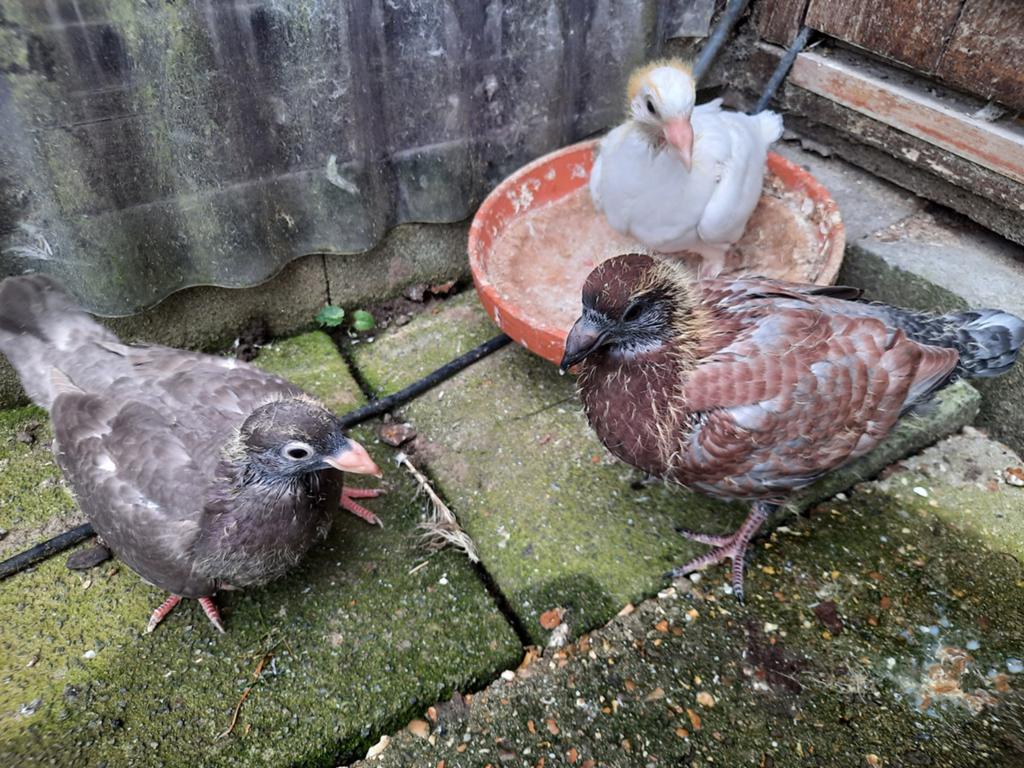 3 jonge duiven