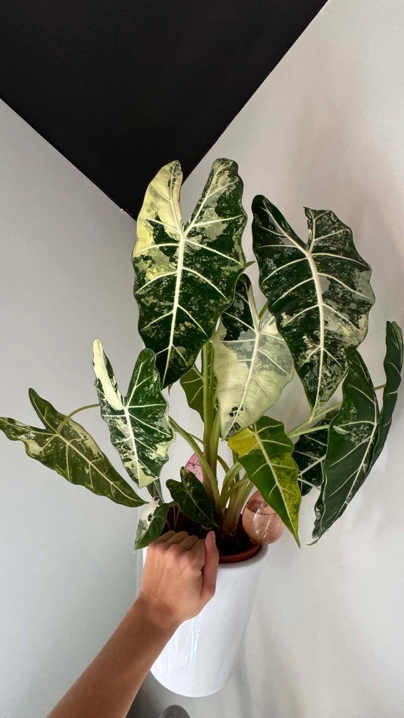 Juvenielen van Alocasia Frydek Variegata - goede genetica ++, Overige soorten, Minder dan 100 cm, Groene kamerplant, Halfschaduw