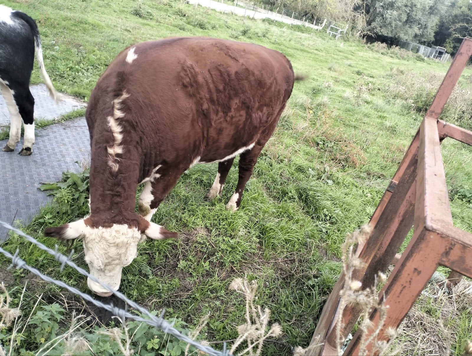 2 stuks Hereford runderen   te koop, Dieren en Toebehoren, Vrouwelijk, 3 tot 6 jaar