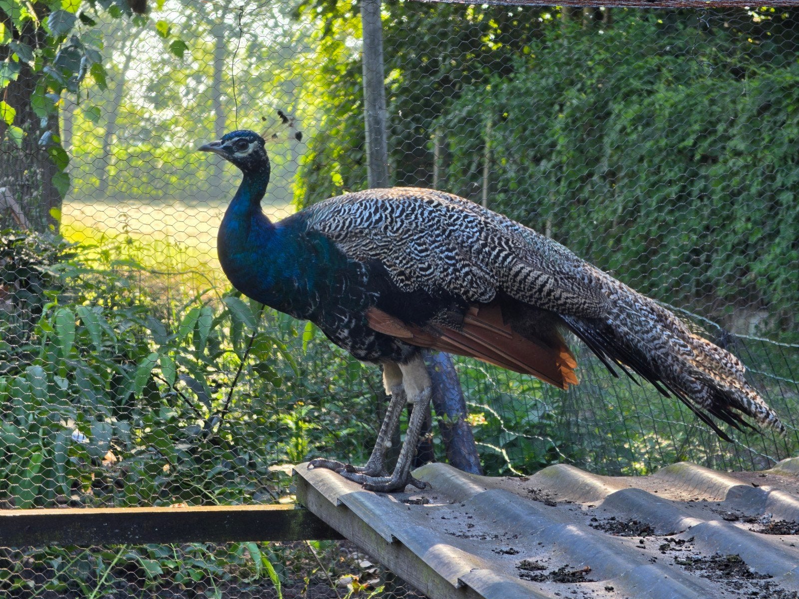 Pauw haan 1 jaar, Dieren en Toebehoren, Pluimvee