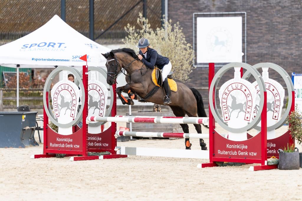 Leuke D pony merrie, Avec pedigree, Poney D (1.37 m à 1.48m), Poney de saut, Jument