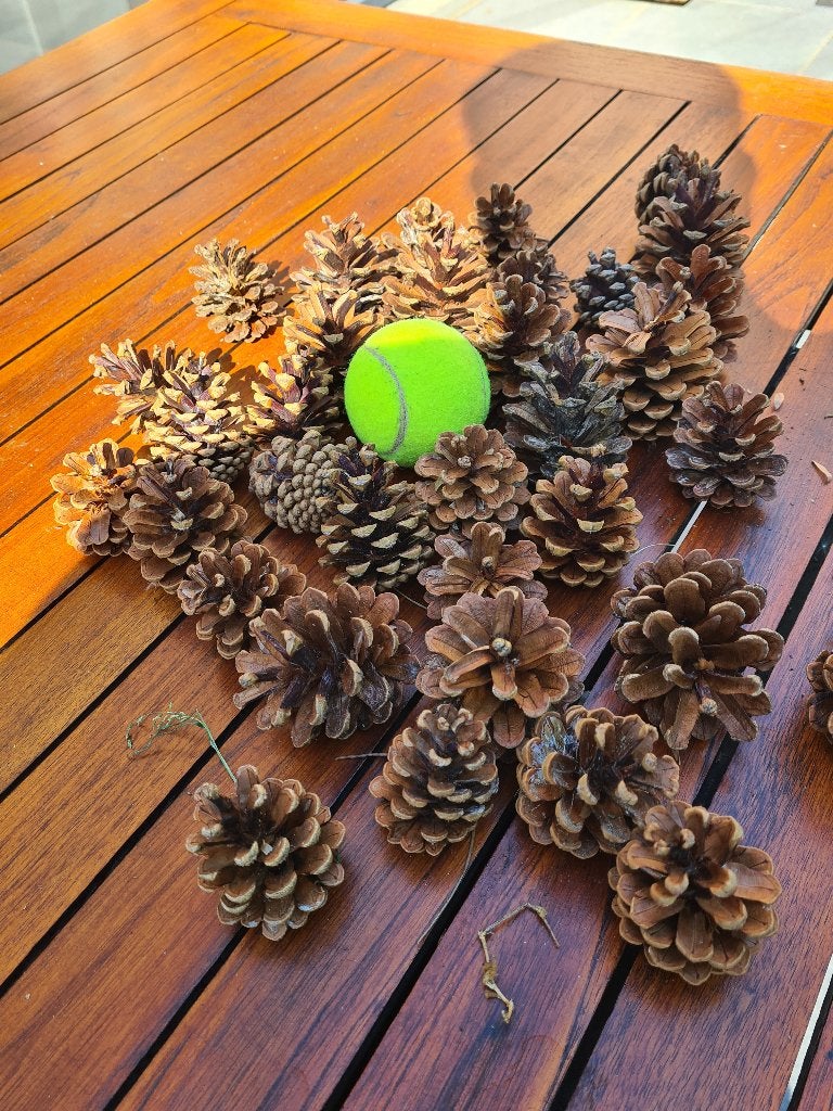 Pommes de pin sèches, Enlèvement, Autres essences de bois