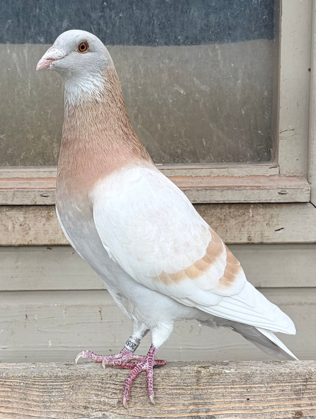 Sion doffer 2026 (m2452712913) — Oiseaux | Pigeons — 2ememain