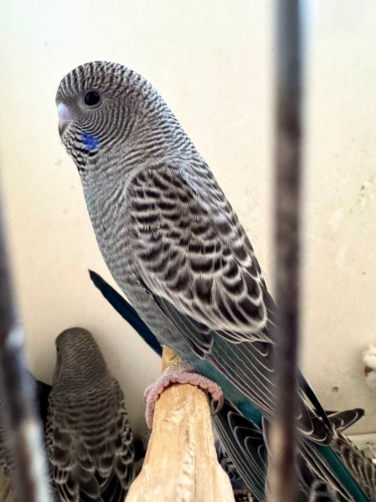 Grasparkieten BF Antracite split melanistic BFBW