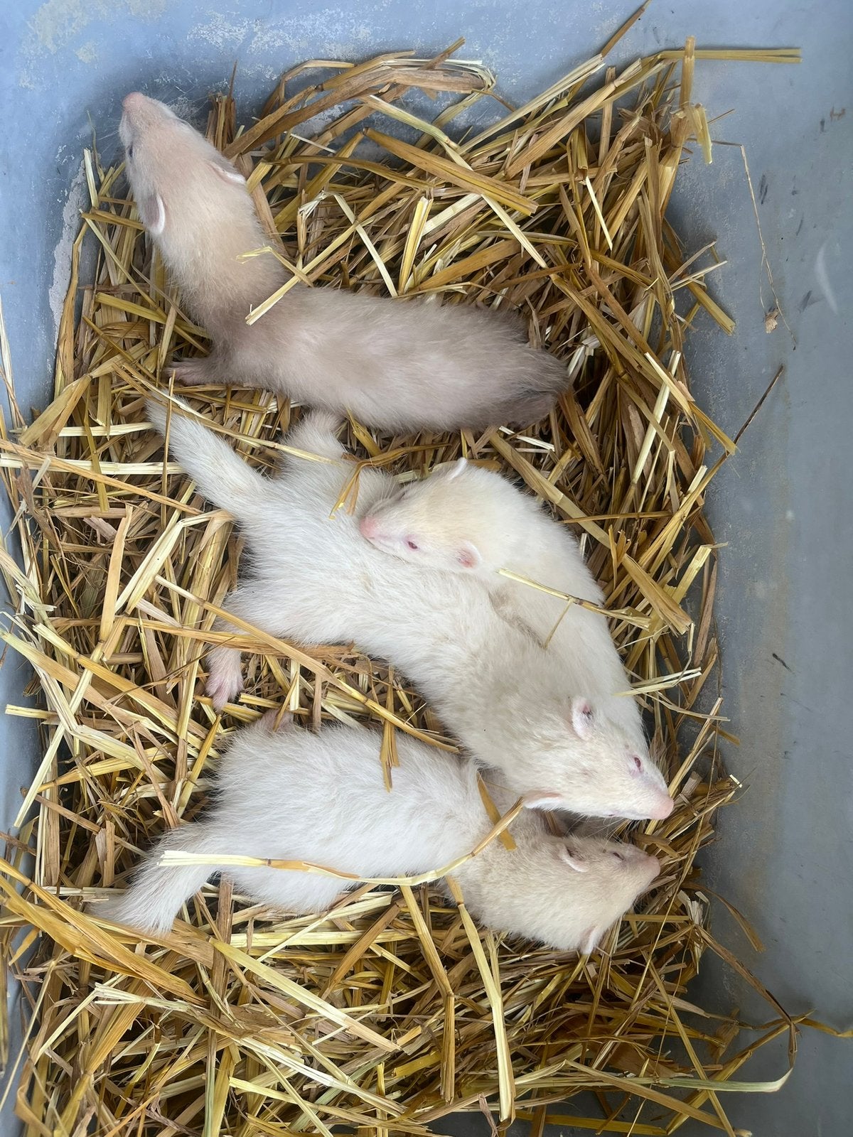 Fretjes, Animaux & Accessoires, Animaux Autre, Août, Plusieurs animaux