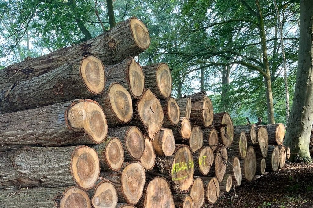 GEZOCHT: Nagelblok / stuk boomstam, Ophalen, Zo goed als nieuw