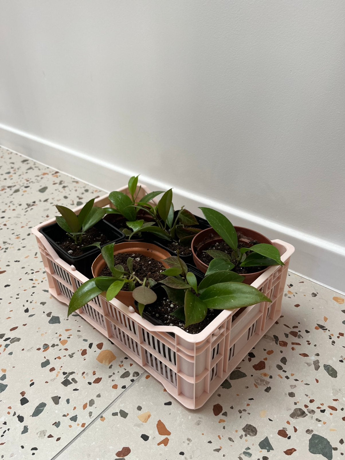 Hoya sunrise, Maison & Meubles, Autres espèces, En pot, Plein soleil, Plante à fleurs