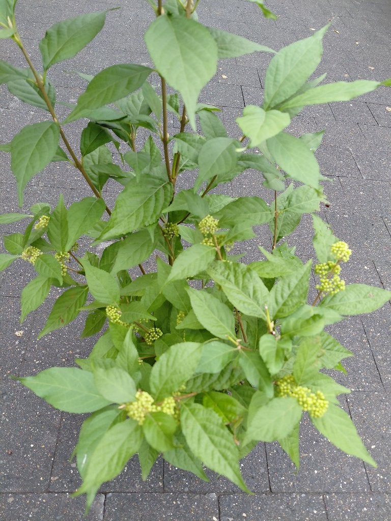 Callicarpa Magical, Tuin en Terras, Ophalen