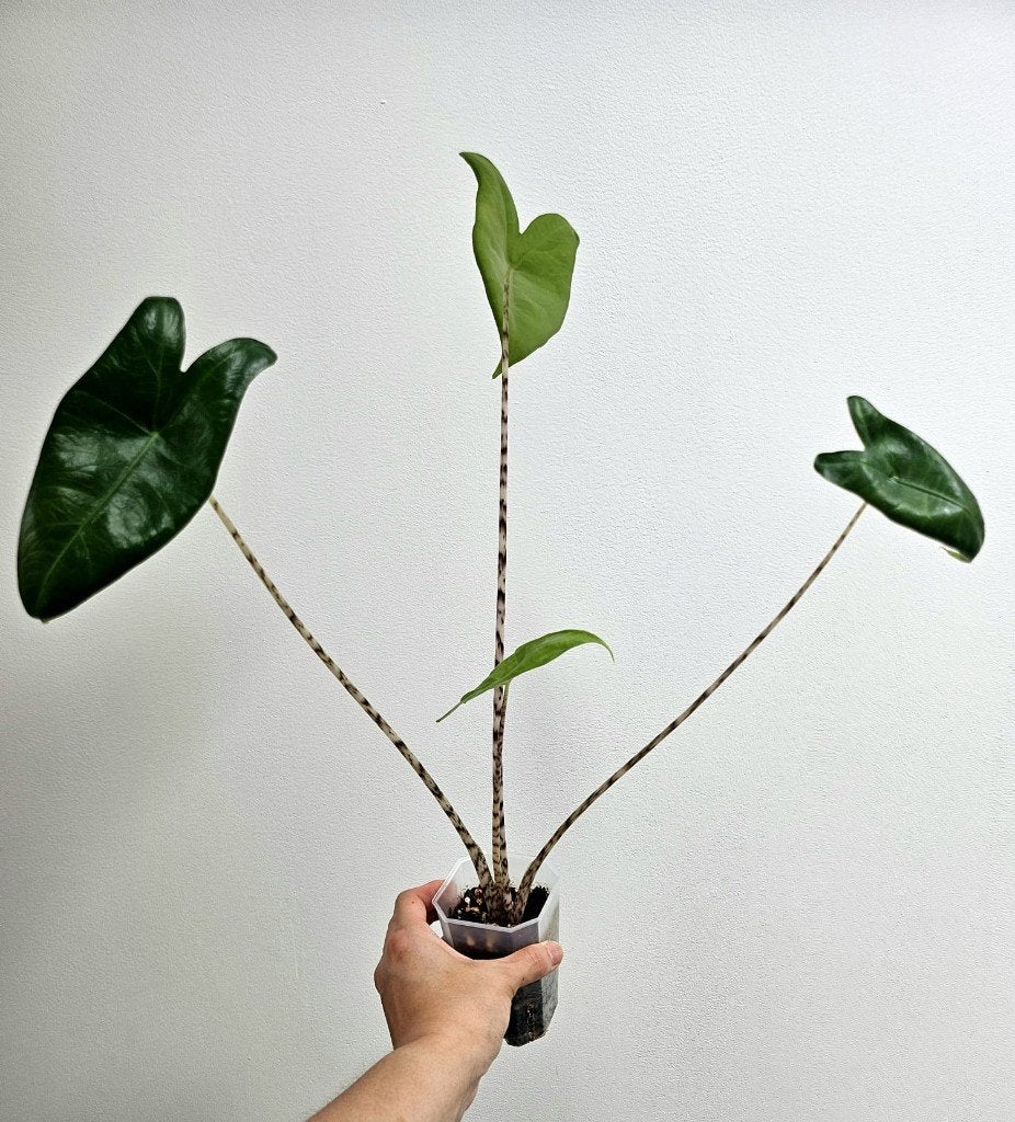 Alocasia Zebrina, Autres espèces, En pot, Enlèvement ou Envoi, Moins de 100 cm
