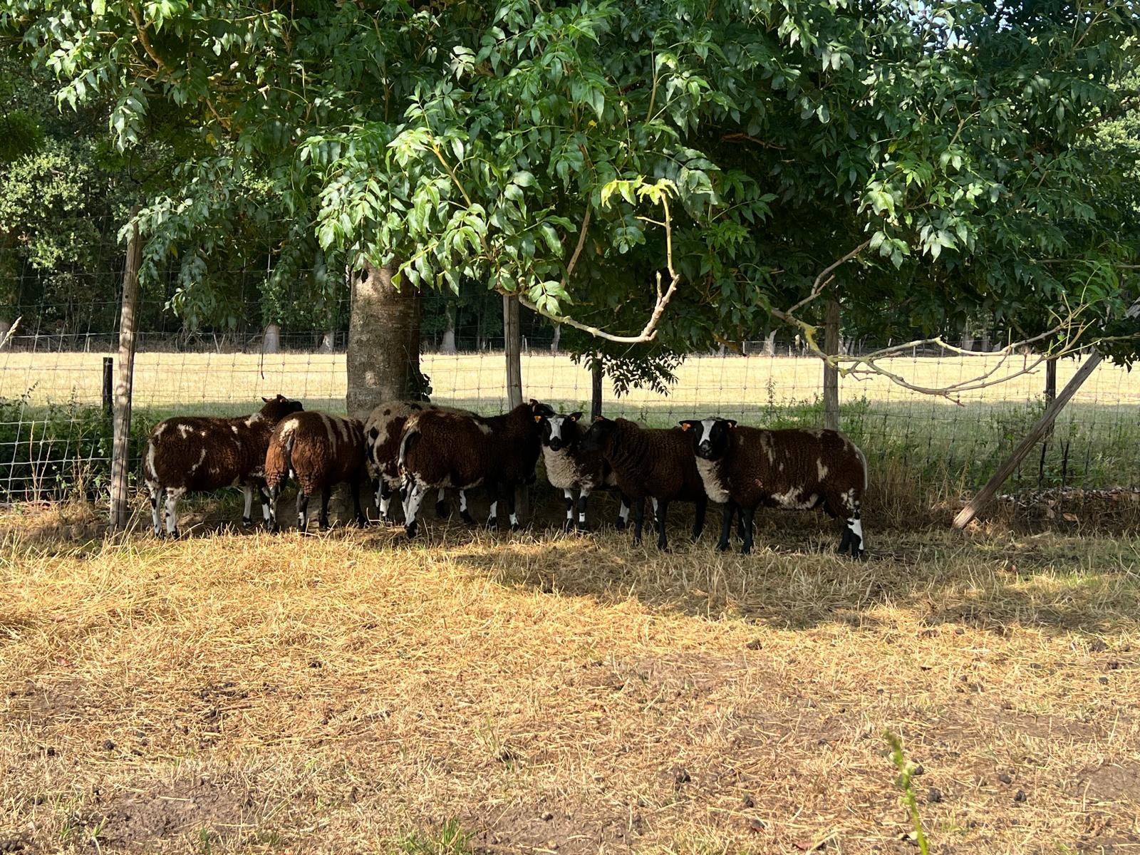 Bonte schapen, Animaux & Accessoires, Moutons, Chèvres & Cochons, Mâle, Mouton, 0 à 2 ans