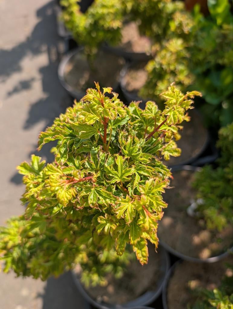 Kleine acer palmatum Shishigashira. Nieuwe voorraad!, Tuin en Terras, Ophalen, Esdoorn