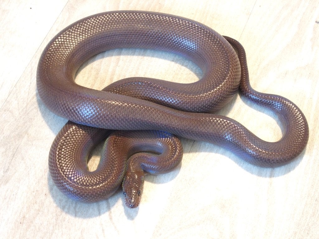 Epicrates cenchria maurus PATTERNLESS, Animaux & Accessoires