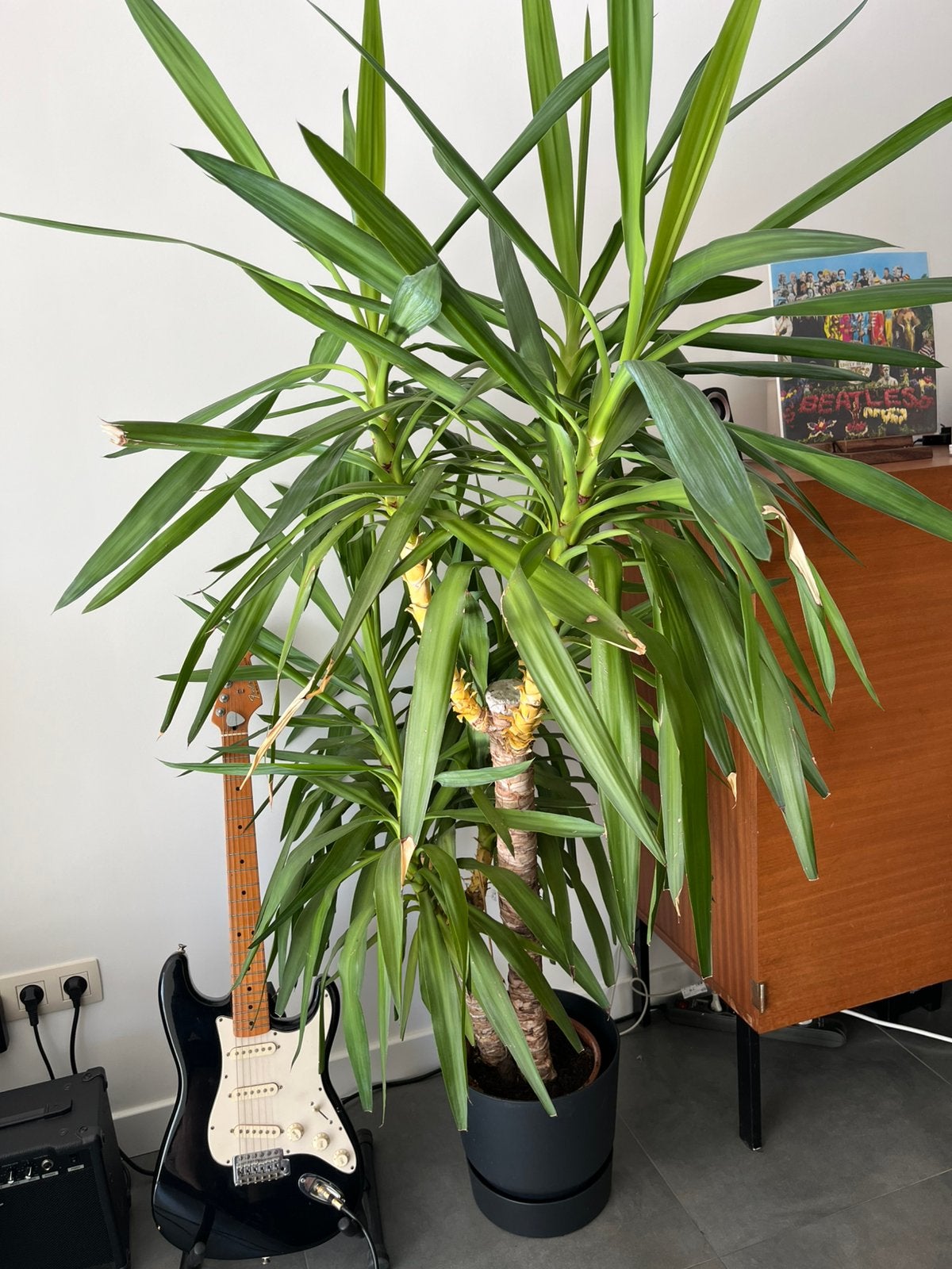 Yucca kamerplant, Tuin en Terras, Ophalen, Vaste plant, Overige soorten