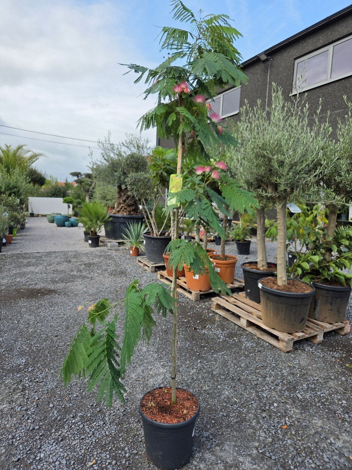 Albizia Julibrissin Ombrella - Perzische slaapboom, Tuin en Terras, Ophalen