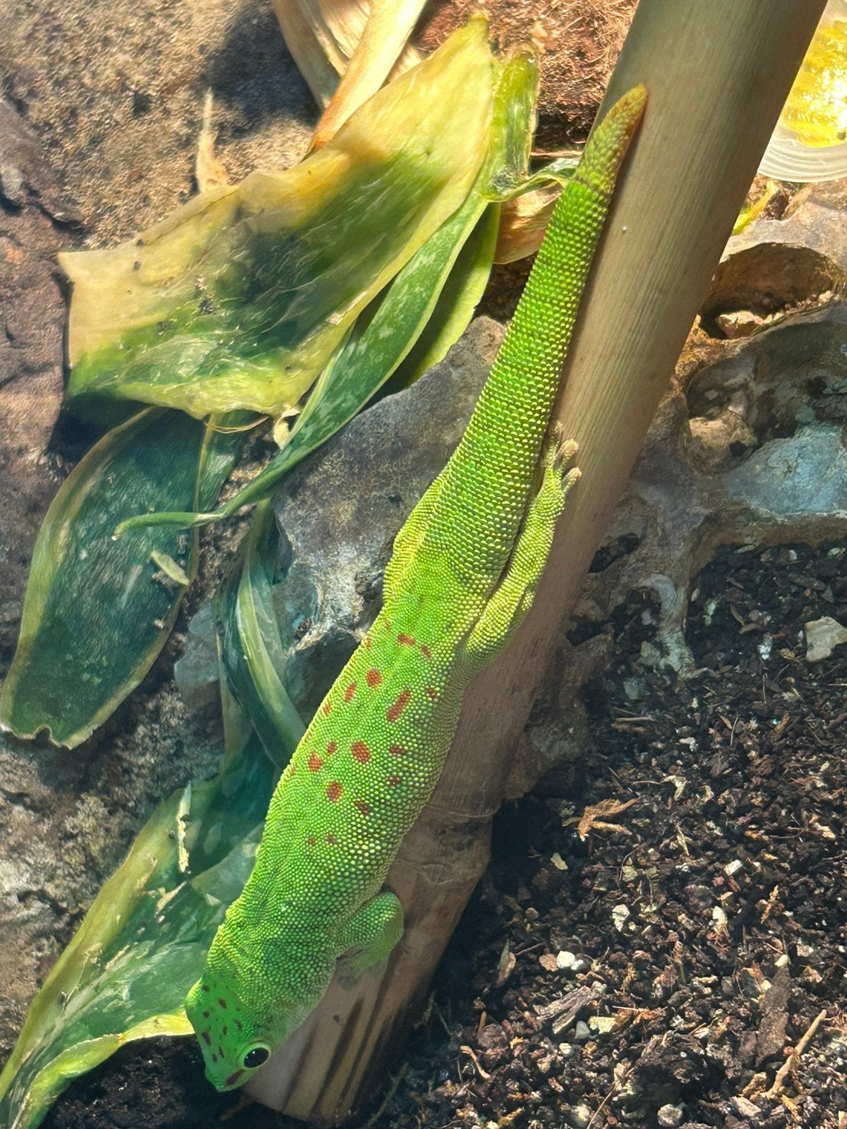 Nakweek Phelsuma Madagascariensis Grandis, Lézard, 0 à 2 ans