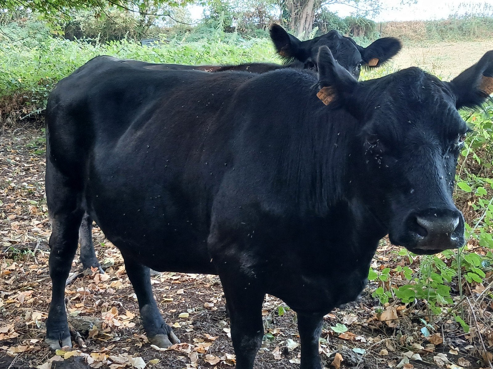 angus koeien, Dieren en Toebehoren, Runderen, Vrouwelijk