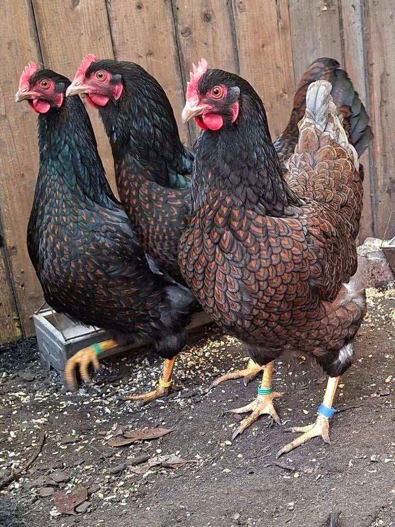Broedeieren Barnevelder dubbelgezoomd., Dieren en Toebehoren, Geslacht onbekend, Kip