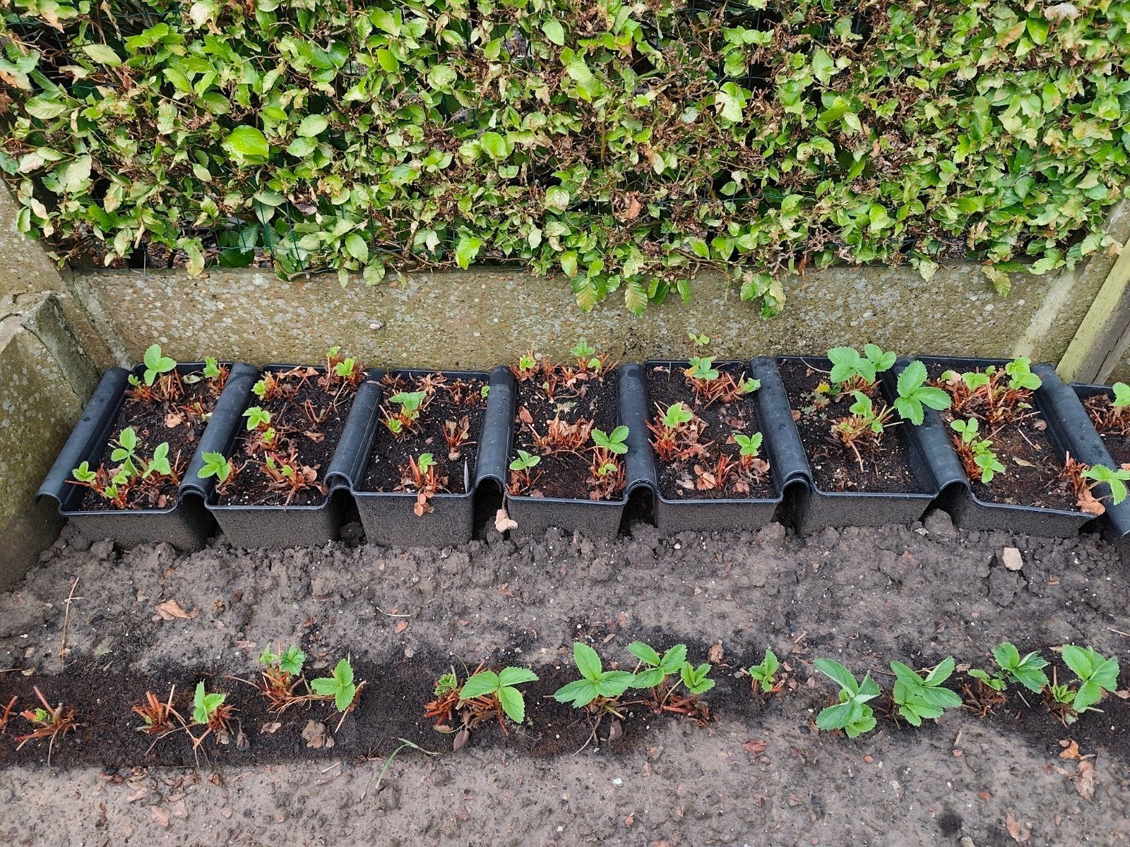 moeder planten aardbeien dar Royal, Tuin en Terras, Ophalen