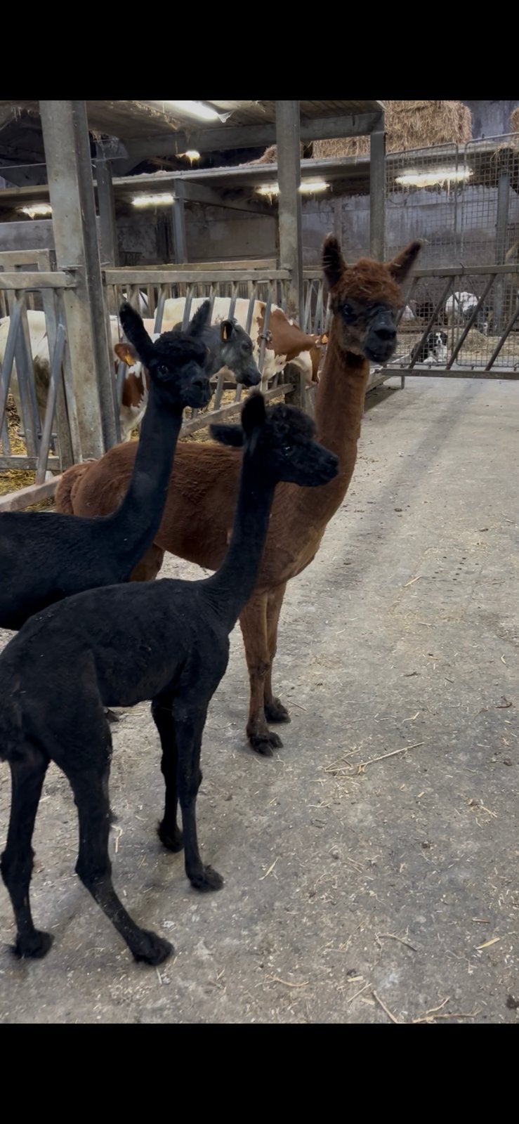 4 alpacas, Animaux & Accessoires, Moutons, Chèvres & Cochons