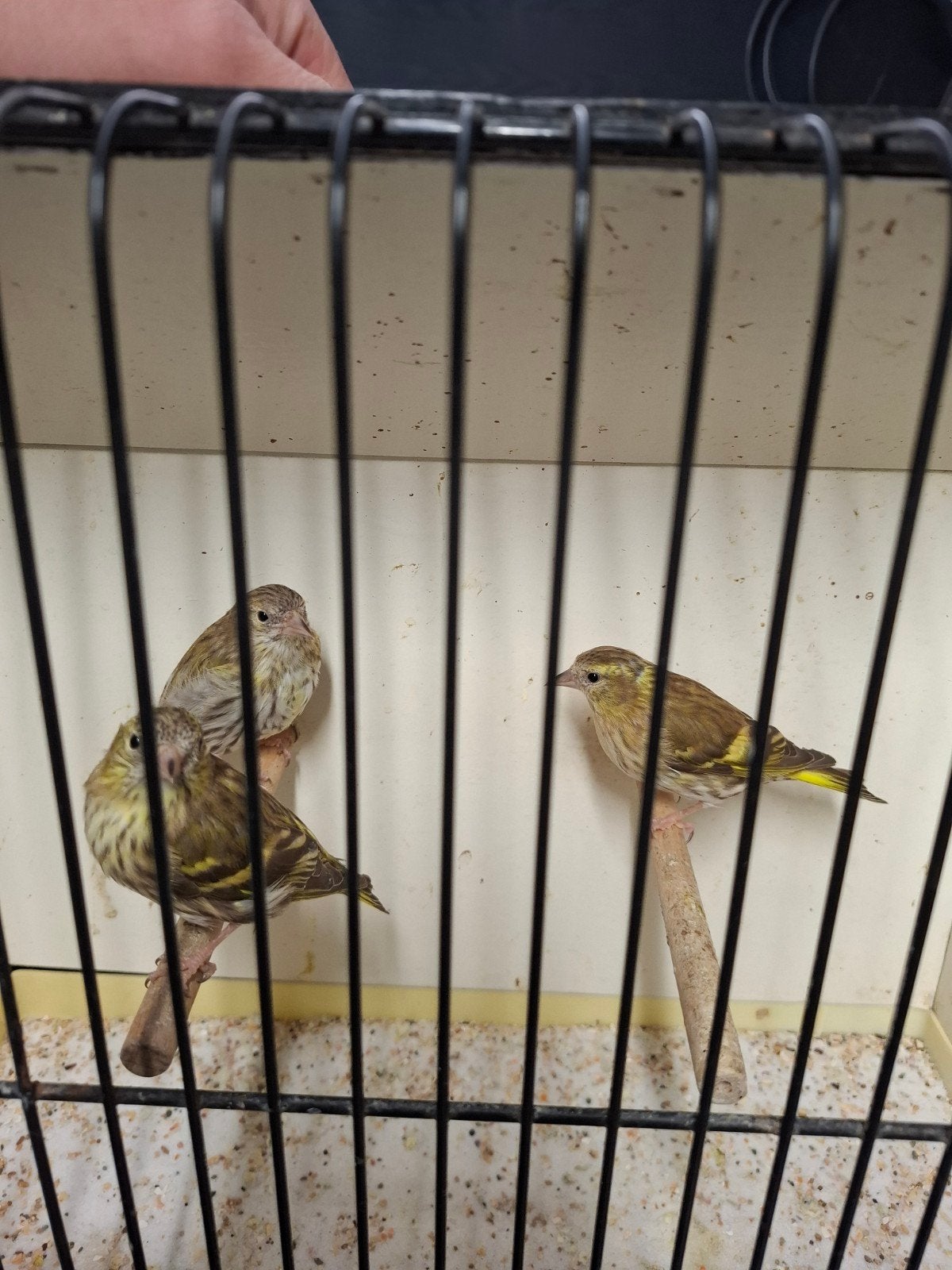 sijzen, Meerdere dieren, Wildzangvogel, Geringd