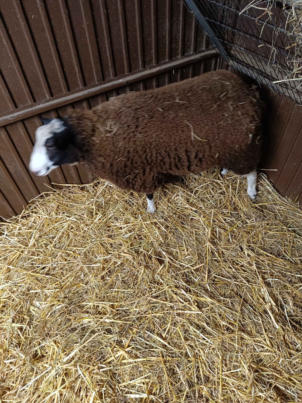 schapen bok, Animaux & Accessoires