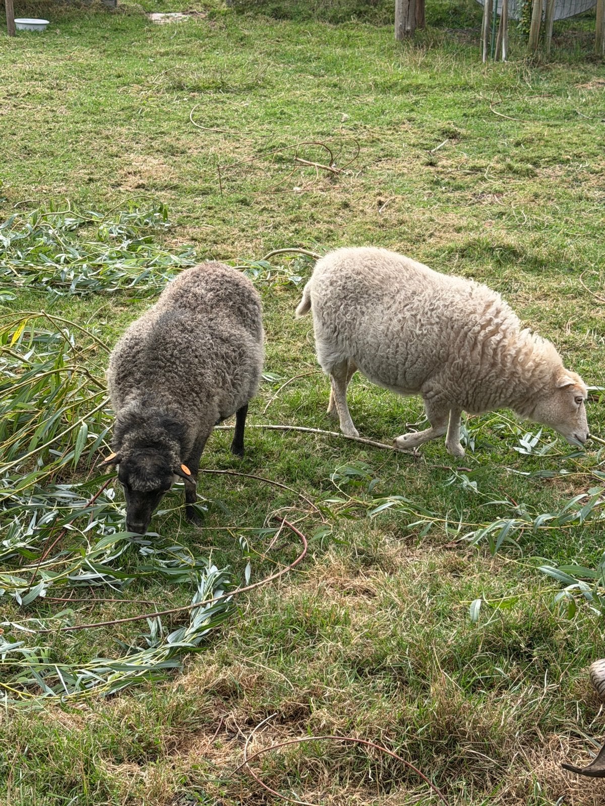 GEZOCHT dekram Ouessant (huren), Mannelijk, 3 tot 5 jaar