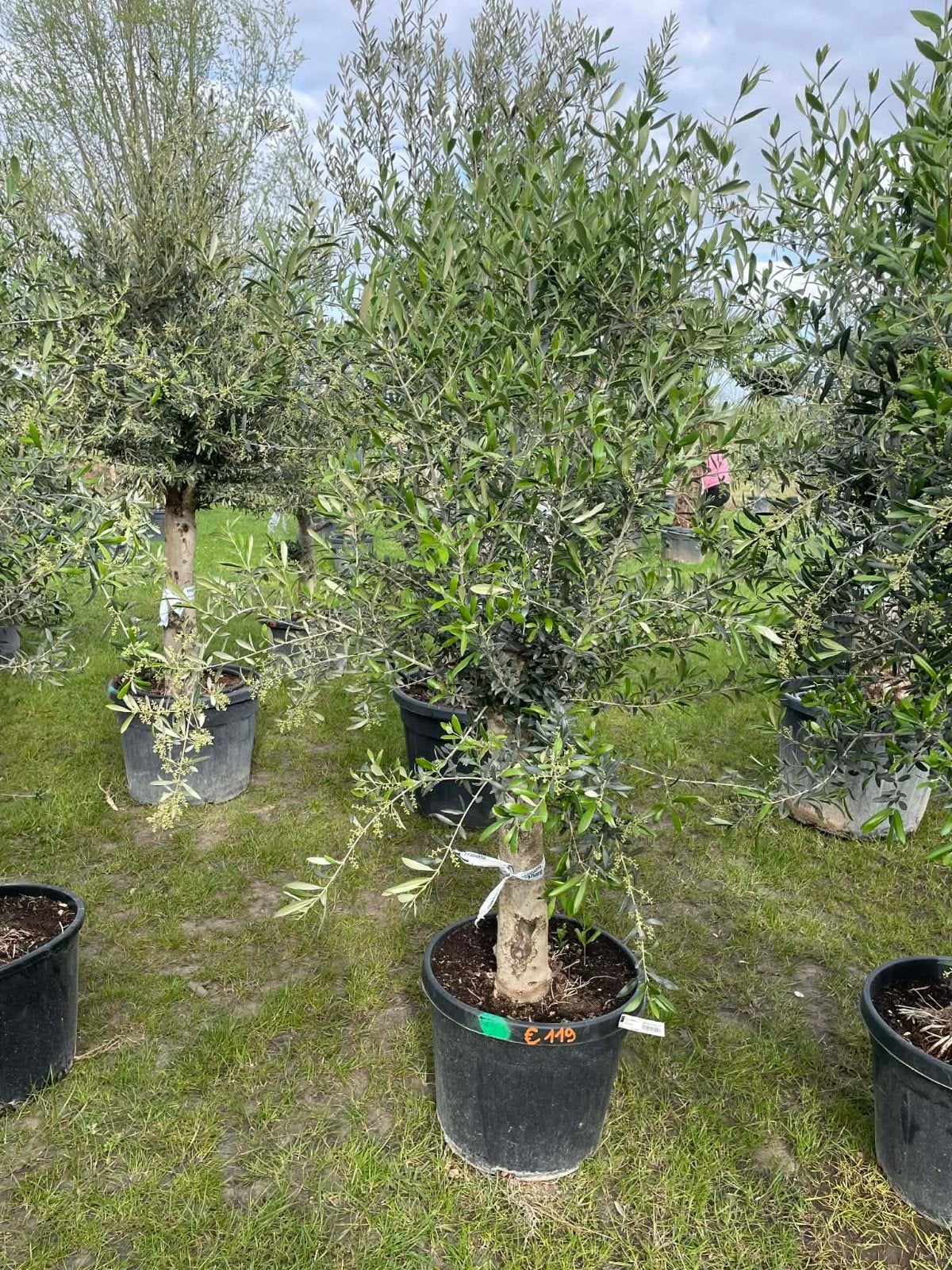 ‼️olijfbomen olea europaea aan onklopbare prijzen ‼️, Ophalen