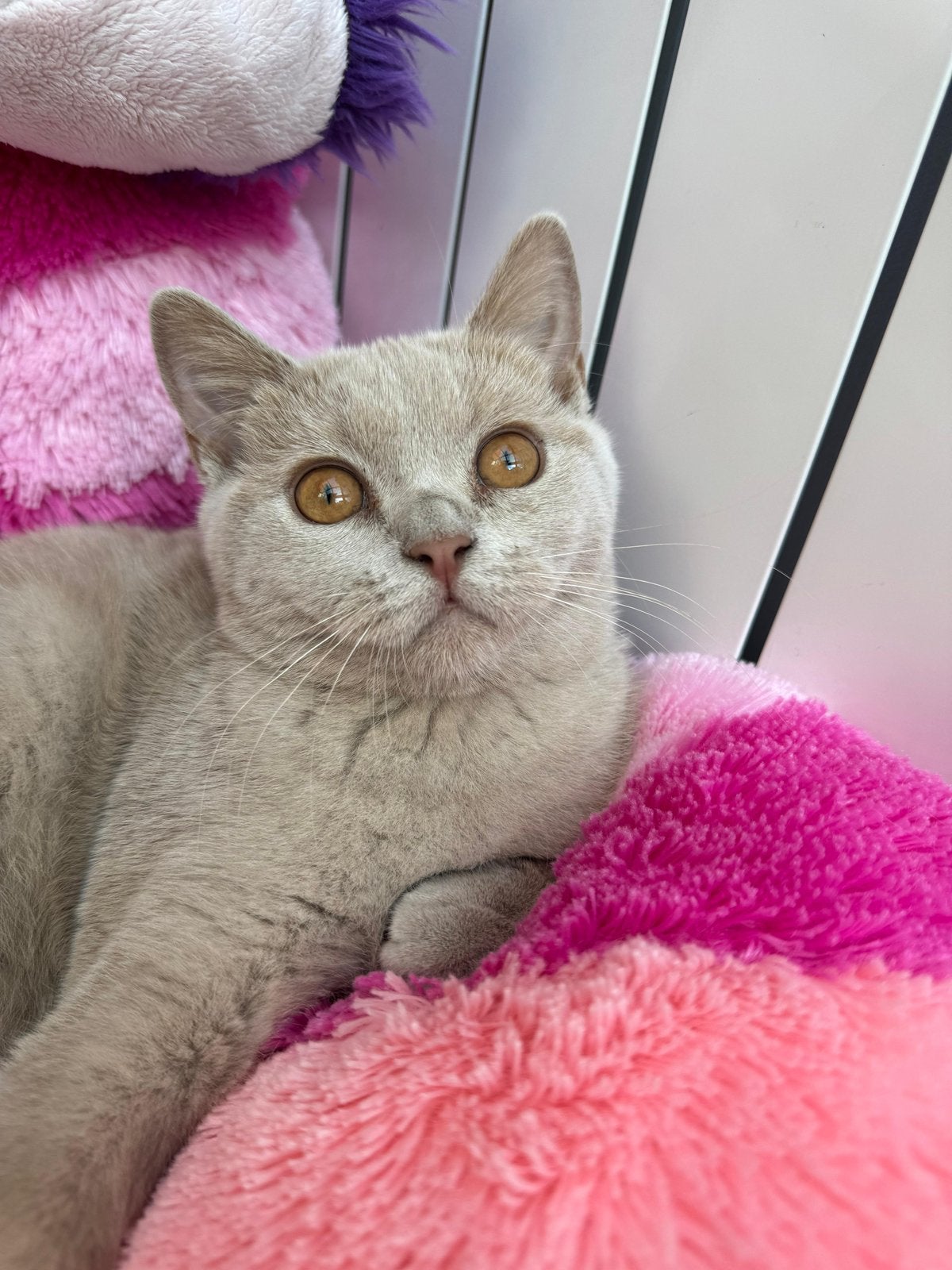 British shorthair, Animaux & Accessoires, Plusieurs animaux, Avec pedigree, 0 à 2 ans