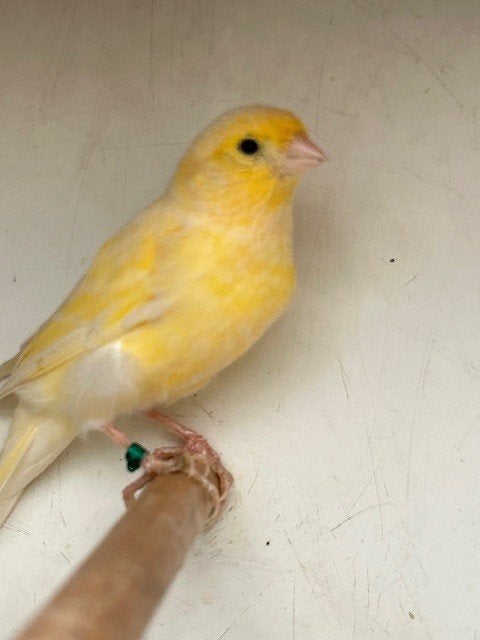 jonge kanaries 2026 aan 15 euro per stuk, Animaux & Accessoires