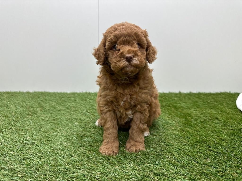 Nestjes Dwergpoedel pups, Poedel, Parvo, België, 8 tot 15 weken