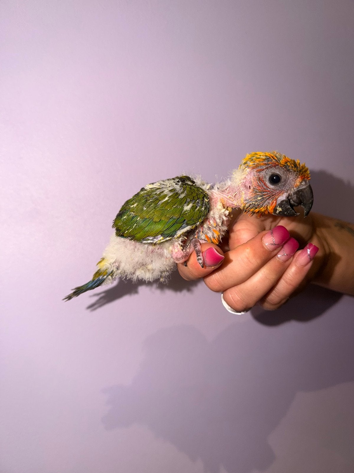 Parkiet, Dieren en Toebehoren, Geslacht onbekend, Papegaai, Pratend