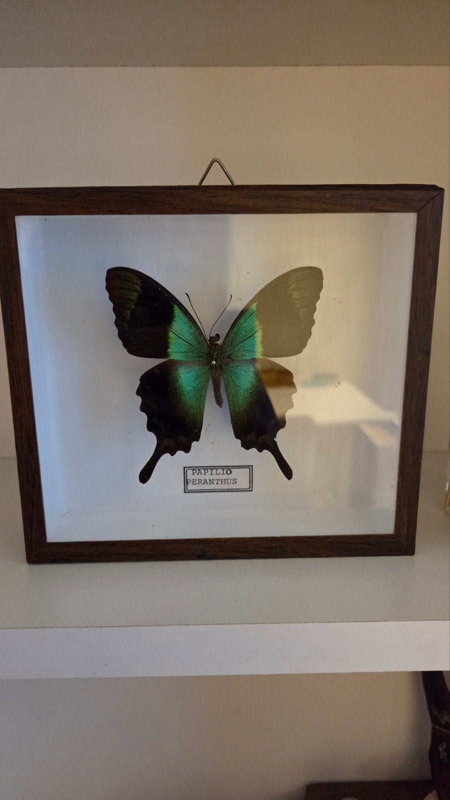 Vlinder (Papilio peranthus), Collections, Enlèvement ou Envoi, Insecte