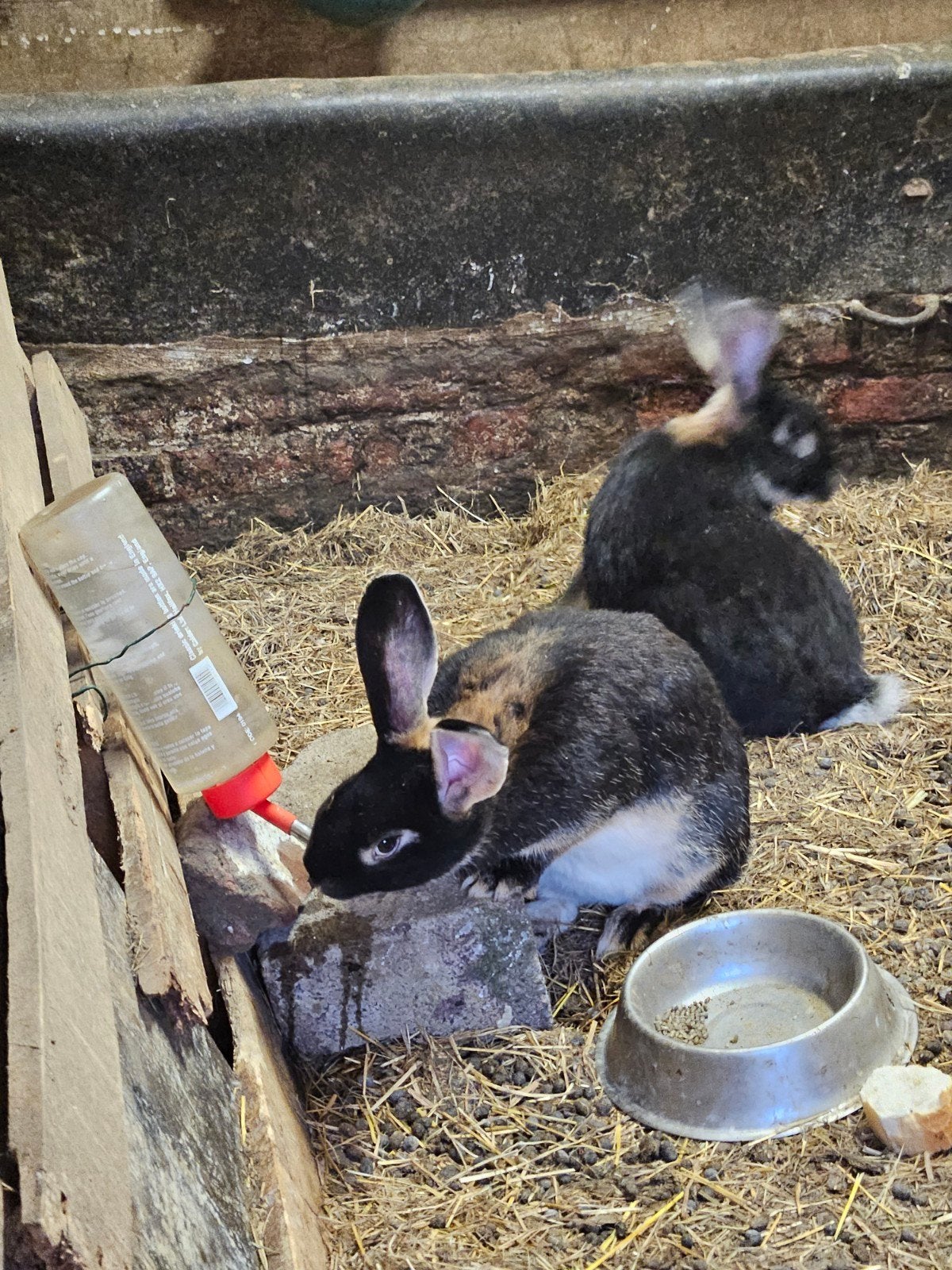 A vendre lapins, Animaux & Accessoires, Taille moyenne, 0 à 2 ans