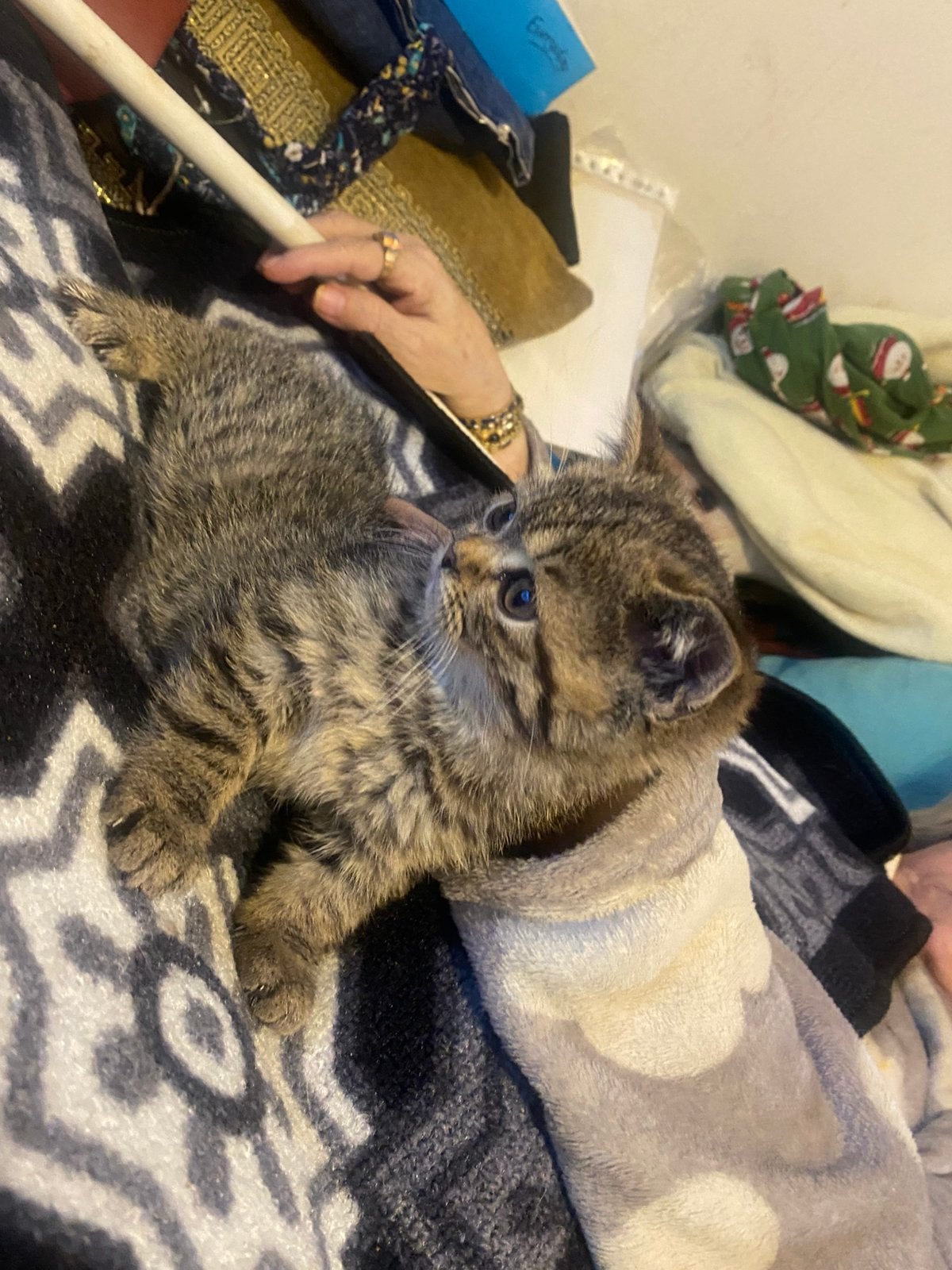Britse kortharigen kittens, Dieren en Toebehoren, Meerdere dieren, Kortharig, 0 tot 2 jaar