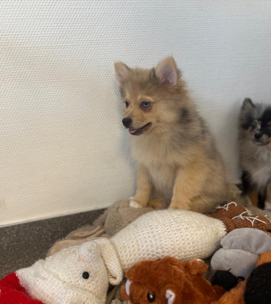 Beaux chiots pomériens, Loulou, Plusieurs, Hépatite contagieuse (maladie de Rubarth), Belgique