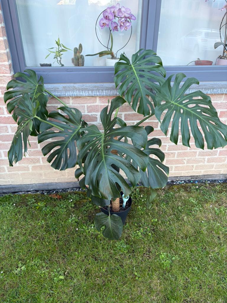 Grande Monstera deliciosa XXL, Jardin & Terrasse, En pot, Autres espèces, Enlèvement, Ombre partielle