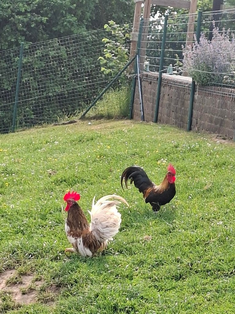 chabo's, Mâle, Poule ou poulet