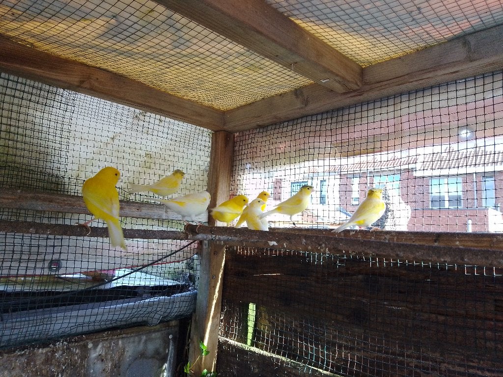 Kanaries, Dieren en Toebehoren, Meerdere dieren, Kleurkanarie