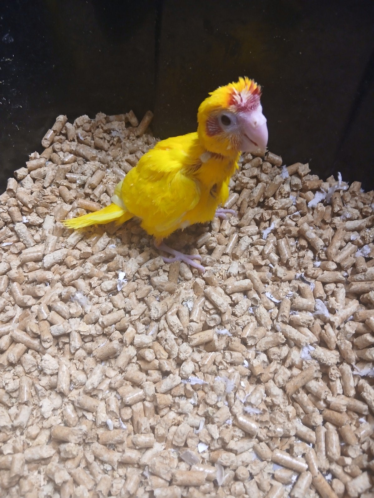 kakariki voor handfok