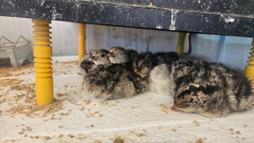 bronskalkoen kuikens, Dieren en Toebehoren, Pluimvee, Meerdere dieren, Kalkoen