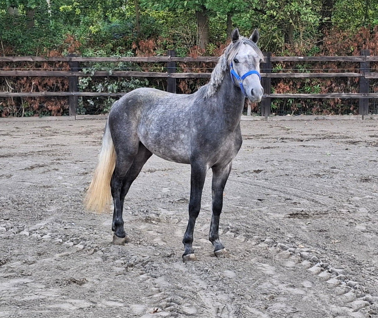poney BRP, Animaux & Accessoires