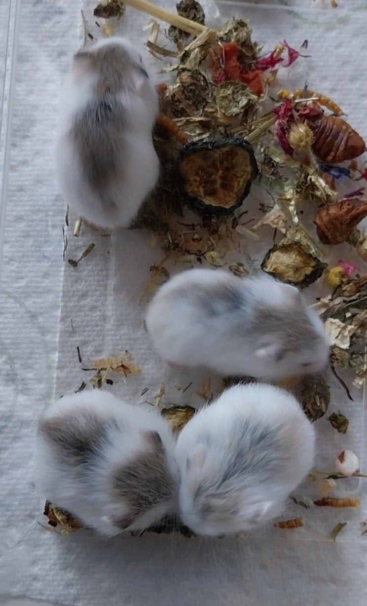 Roborovski Dwerghamsters, Dieren en Toebehoren, Knaagdieren, Juni, Hamster, Tam
