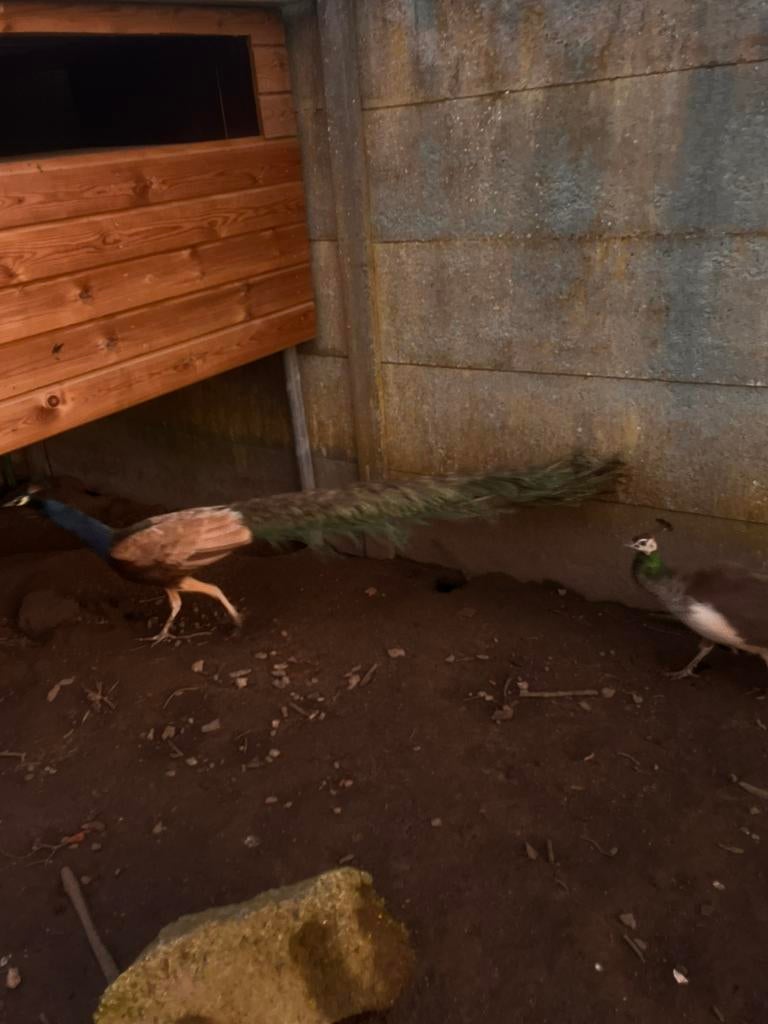 Violet pauwen trio, Dieren en Toebehoren, Tam