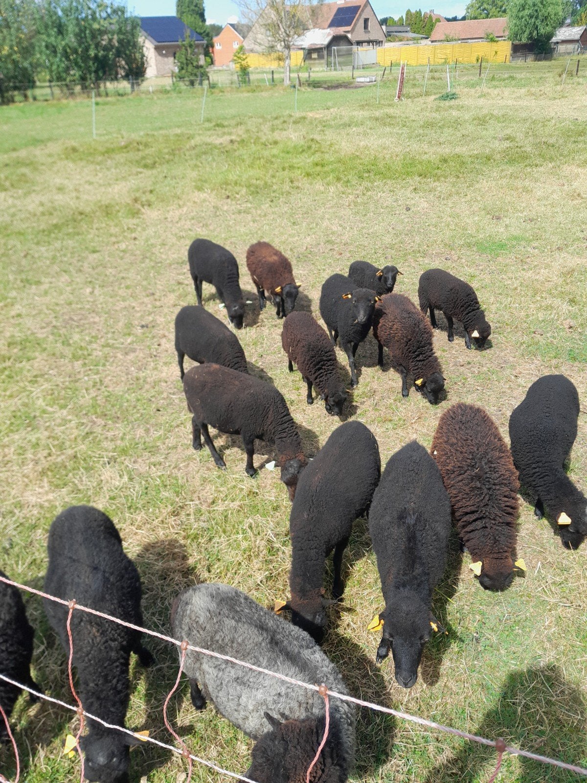 ouessant ooien met stamboek, Dieren en Toebehoren, Schapen, Geiten en Varkens, Vrouwelijk, Schaap