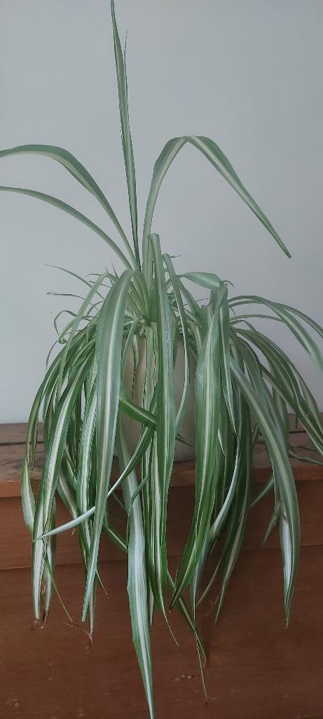 Kamerplant Chlorophytum in bloempot, Ophalen, Overige soorten, Halfschaduw, Minder dan 100 cm